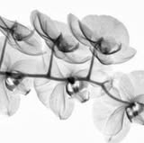 Orchid Ink Tattoo Studio cover photo